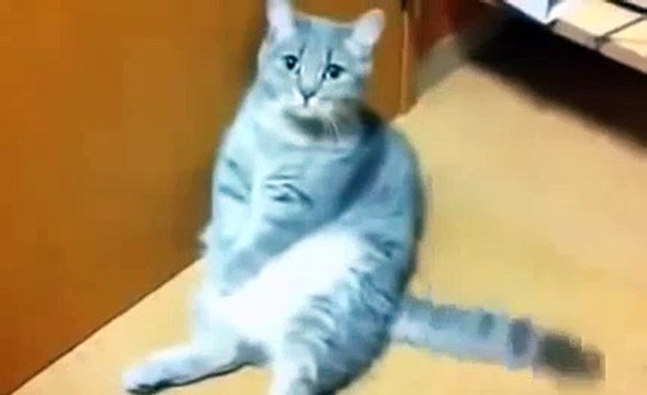 Funny Pets ► Funny Cats Compilation Funny Cat Videos Ever Funny Videos Funny Animals Funny Animal Vi