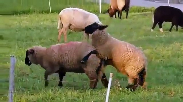 Sheep animal funny Sheeps Funny Animals