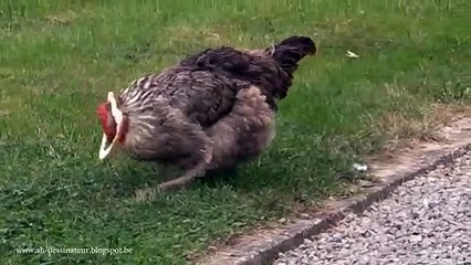 Poule vs Tranche de pain de mie