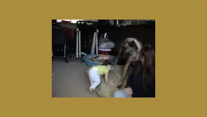 Funny cute baby being tickeled by big dog