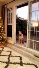 Un chien traumatisé par la porte-fenêtre