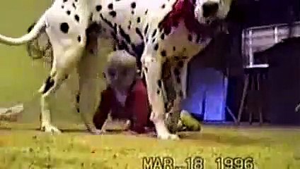 Cute Dogs And Adorable Babies- Compilatio