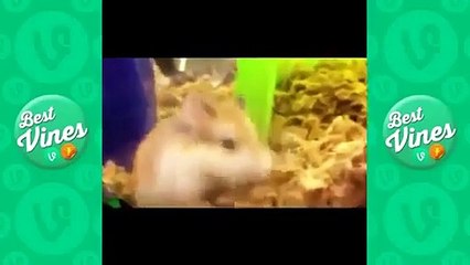 Best Animal Vines Compilation   Animal Vines Funny   Animal Vines 2014 December Part 11