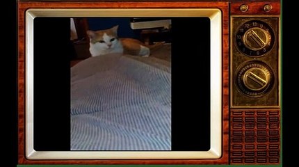 Смешные коты 10  Funny Cat Fails 2014 10