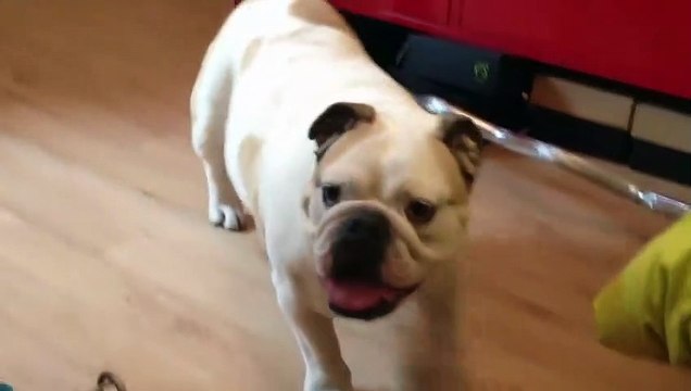 Bulldog anglais drôle qui aboie - HD 1-2