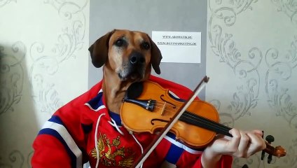 Funny Dog playing violin happy birthday to you