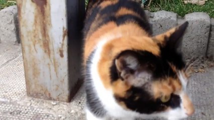 Chat avec 2 yeux de couleurs différentes