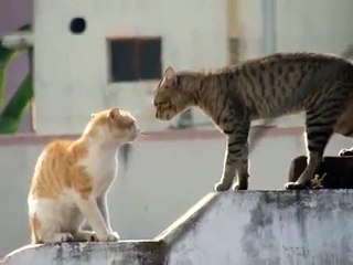 Real Cat Fight ( Watch With Sound)