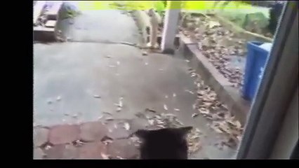 Смешные коты 12  Funny Cat Fails 2014 12