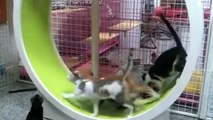 Cats running wheel