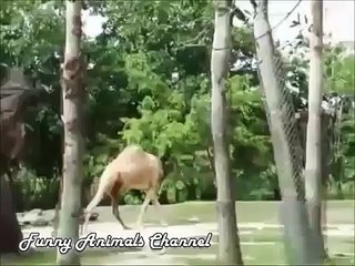 FUNNY VINES COMPILATION NEW FUNNY ANIMAL VINES AND CLIPS new
