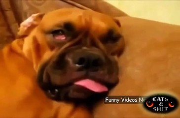these dreaming dogs makes you laugh so hard