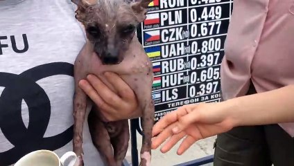 Chien nu à crête de 22 ans - Chinese crested dog 22-Year-Olds