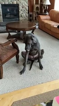 Un chien se gratte les pattes avant