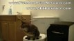 Cat pees on toilet and flushes   Amazing funny animal tricks