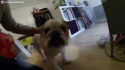 Lola Bulldog Anglais en Slow Motion - GoPro HERO3 Black Edition