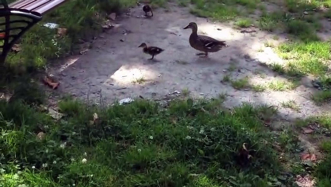 Maman cane qui se promène avec ses canetons - HD