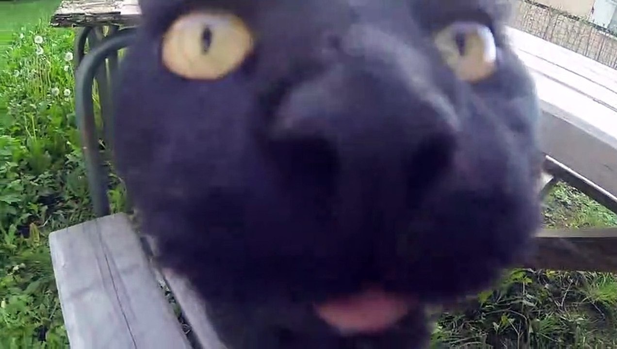 Un Vieux Chat Noir Drôle un peu trop Curieux - GoPro