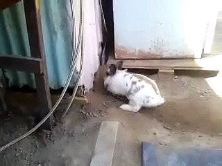 A rabbit digs a hole to free a kitten   Un lapin creuse un trou pour libérer un chaton
