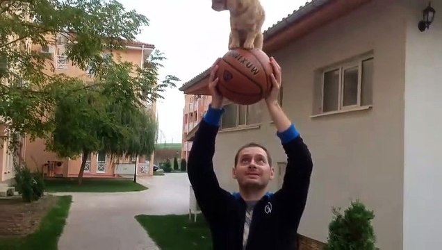 Incroyable Chat roux qui reste en équilibre sur un ballon de Basket (sans dressage)