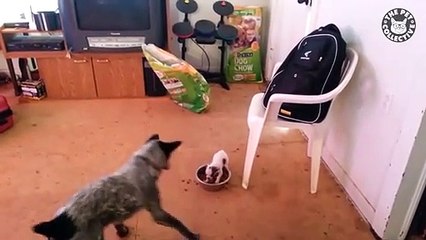 Alpha Pets   Funny Animal Compilation