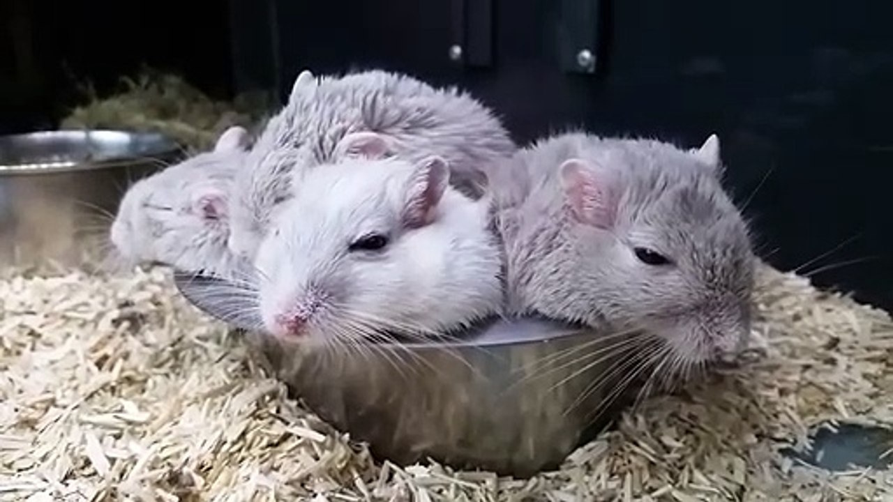 4 Gerbilles qui dorment ensemble