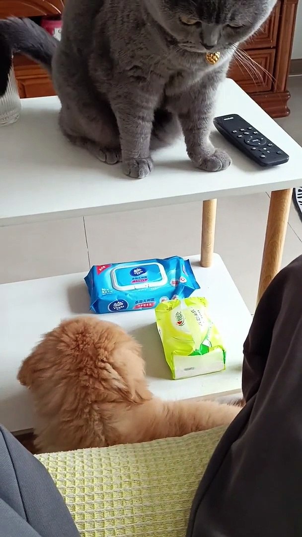 ⁣Funny Cat And Dog Fight | Cute Pets | Funny Animals #animals #pets #cats #cat #catvideos #cutepets