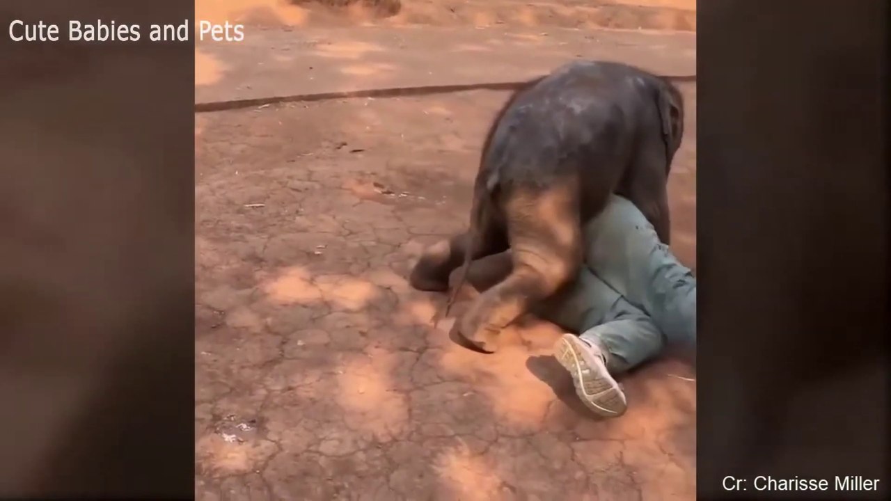 Funny Animals Scarring And Chasing People Compilation || Cute Animals || LAUGH LAB