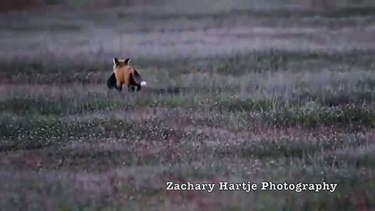 Un aigle vole le repas d'un renard