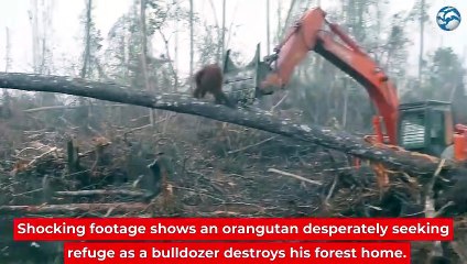A Borneo, un orang-outan attaque un bulldozer qui détruit la forêt