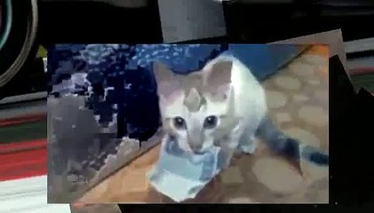 and x202a;Funny Animal Compilation 2014 Kitten Refuses To Return Money Funny Videos and x202c; and r