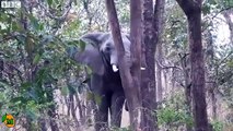 Funny animals HD - Bull Elephant Charges School Kids.webm