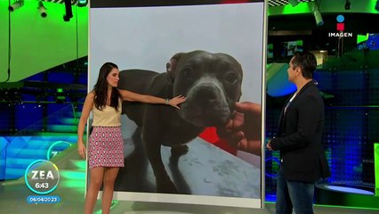 Mujer abandona a perrito en veterinaria