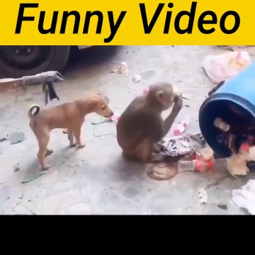Amezing Funny Video Dog with Monkey