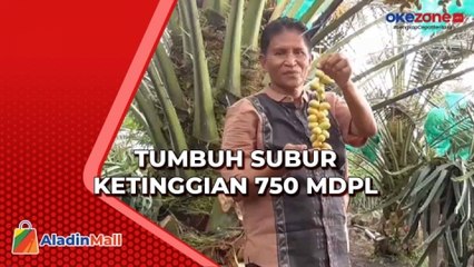 Buka Puasa dengan Kurma Segar Langsung Petik