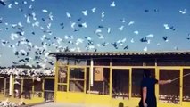 Iranian biggest high flying Pigeons setup -Pigeons Gallary