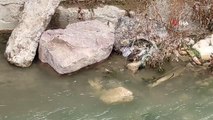Nesli tükenme tehlikesi altındaki su samuru Harşit Çayı'nda görüntülendi