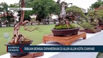 Ribuan Bonsai Dipamerkan Di Alun-Alun Kota Gianyar