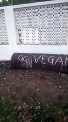 Quit bank job to become animal activist