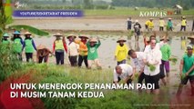 Momen Jokowi Ikut Tanam Padi Bareng Petani di Tuban