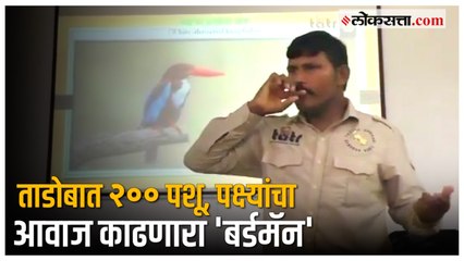 Tadoba: ताडोबात रंगलीय बर्डमॅनची चर्चा; पशू, पक्ष्यांचा आवाज काढून पर्यटकांचं वेधतोय लक्ष