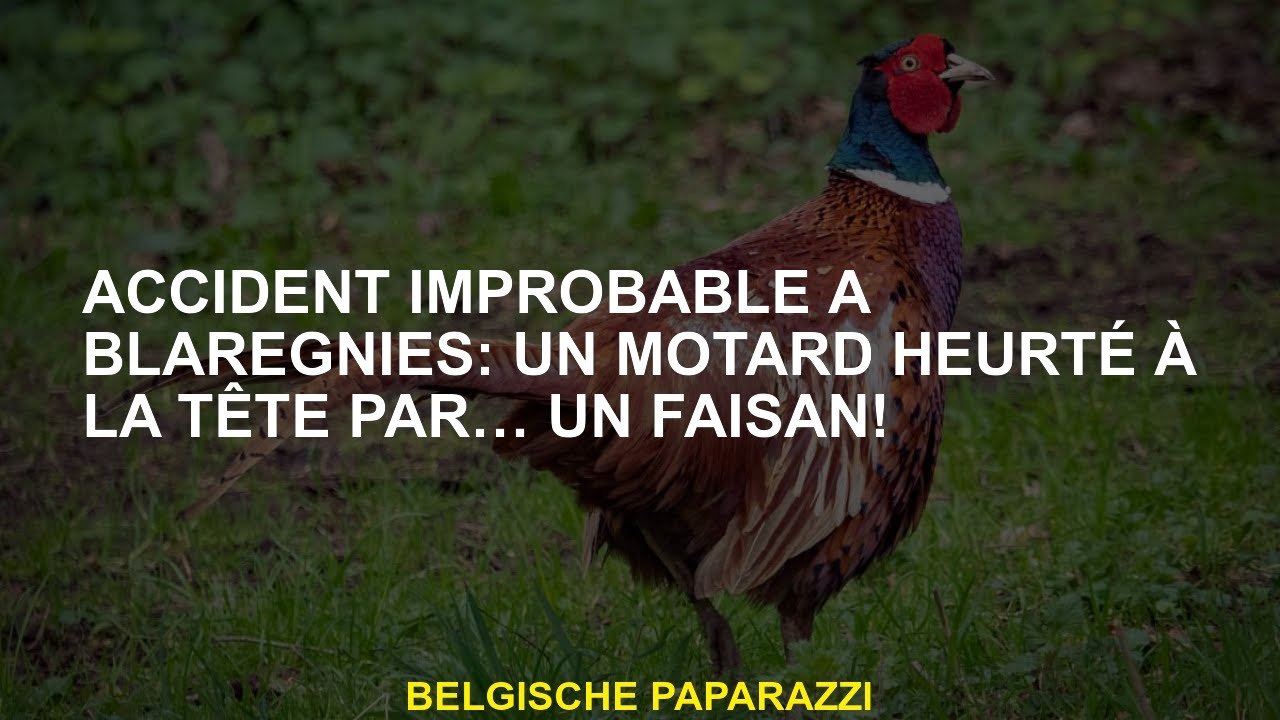 Accident improbable à Blaregnies: un motard heurté à la tête par… un faisan!