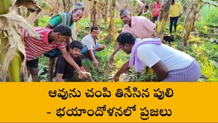 ఆవును చంపి తినేసిన పులి.. భయాందోళనలో ప్రజలు