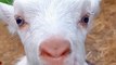 Cute goat funny video #goat #shorts #youtube #cute #reels #funny #viral #baby #bakri #funnyvideo