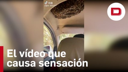 TikTok, asombrado con este conductor bajo una colmena de abejas