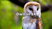 Most Beautiful Owl Birds Special Collection in 8K ULTRA HD HDR _ 8K
