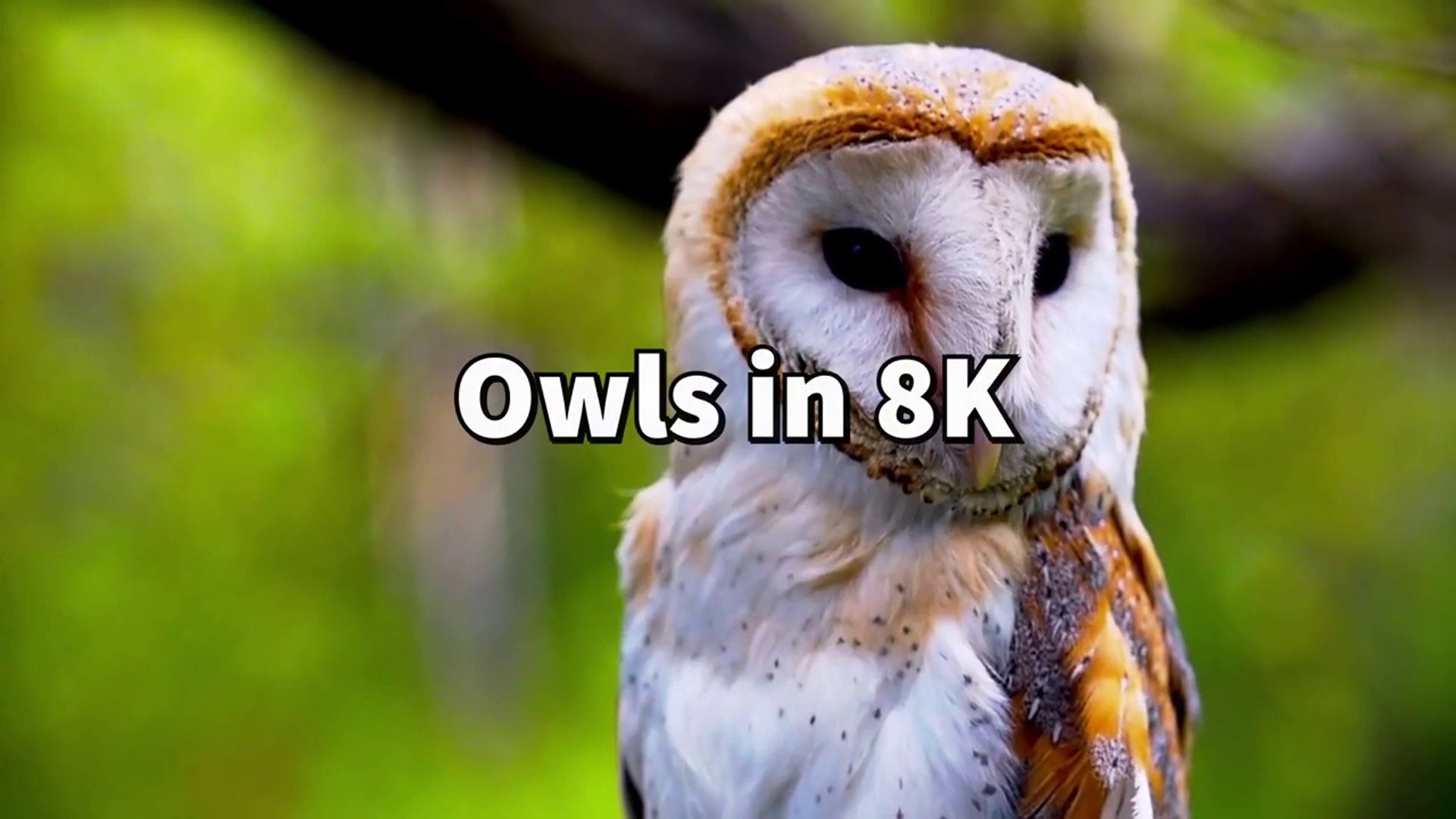⁣Most Beautiful Owl Birds Special Collection in 8K ULTRA HD HDR _ 8K