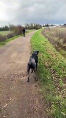 Ce chien déteste les trottinettes... Douloureux
