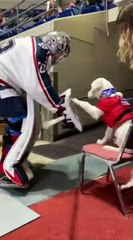 La mascotte de cette équipe de Hockey est trop adorable