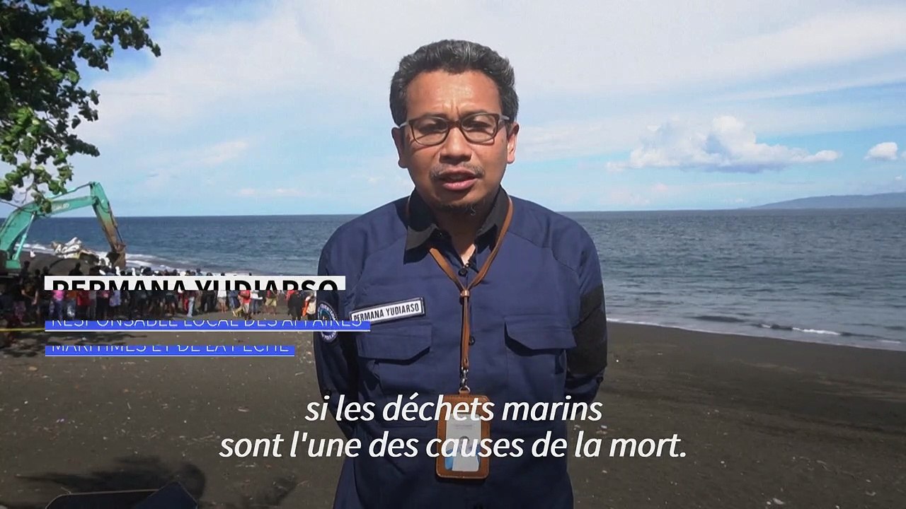 Indonésie : un cachalot de 18 mètres s'échoue sur une plage de Bali